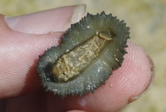 Onchidella floridana