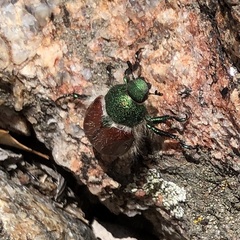 Paracotalpa