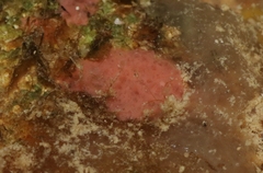 Homotrema rubrum