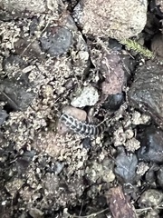 Zarhipis integripennis