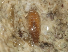 Halophiloscia couchii