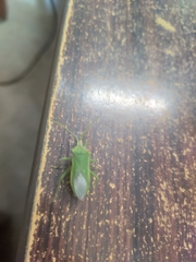 Homoeocerus lacertosus