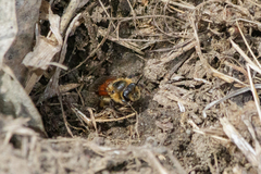 Andrena florea