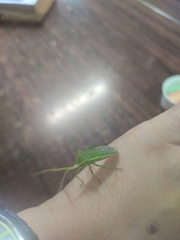 Homoeocerus lacertosus