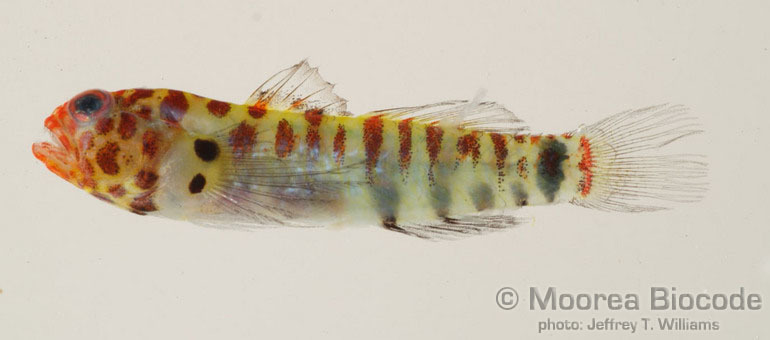 Brokenbar Dwarfgoby