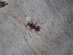 Lemidia accincta
