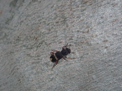 Lemidia accincta