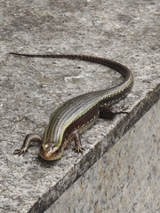 Eutropis multifasciata