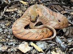 Erythrolamprus typhlus