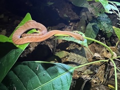 Erythrolamprus typhlus