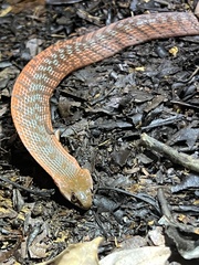 Erythrolamprus typhlus