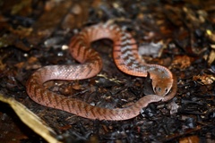 Erythrolamprus typhlus