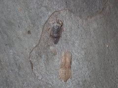 Stenocotis depressa