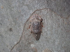 Stenocotis depressa