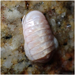 Dwarf Chiton - Photo (c) Julia Markey, some rights reserved (CC BY-NC), uploaded by Julia Markey