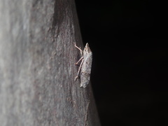 Stenocotis depressa