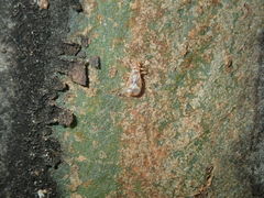Thaumastocoridae