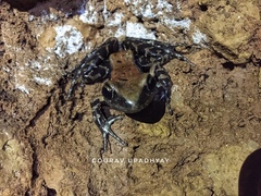 Hydrophylax bahuvistara