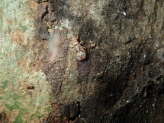 Thaumastocoridae