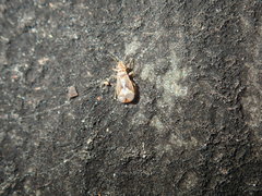 Thaumastocoridae