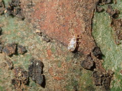 Thaumastocoridae