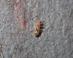 Thaumastocoridae