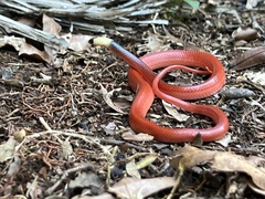 Pseudoboa