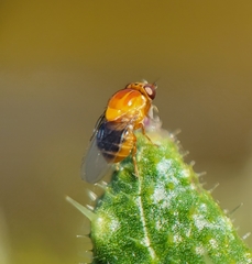 Thaumatomyia rubida