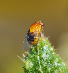 Thaumatomyia rubida