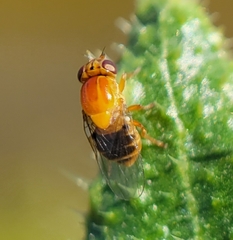 Thaumatomyia rubida