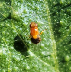 Thaumatomyia rubida