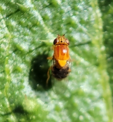 Thaumatomyia rubida