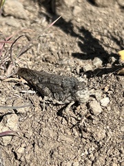 Cratypedes lateritius