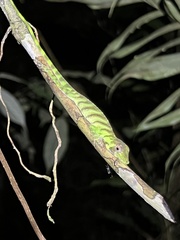 Anolis transversalis