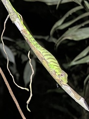 Anolis transversalis