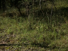 Pterostylis ampliata