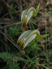 Pterostylis ampliata