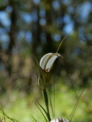 Pterostylis ampliata