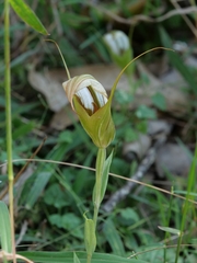 Pterostylis ampliata