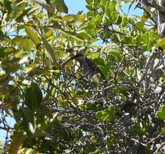 Gavicalis fasciogularis