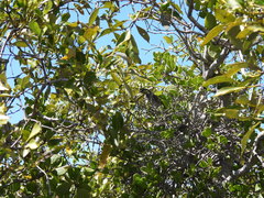 Gavicalis fasciogularis