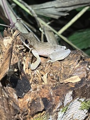 Osteocephalus planiceps