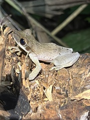 Osteocephalus planiceps