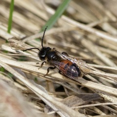 Andrena florea