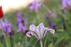 Iris pumila