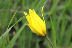 Tulipa sylvestris biebersteiniana