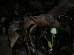 Mycena chusqueophila