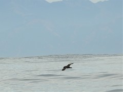 Procellaria aequinoctialis