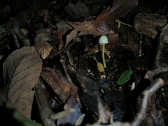 Mycena chusqueophila