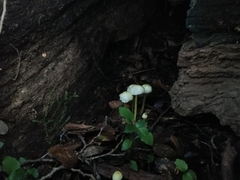Mycena chusqueophila